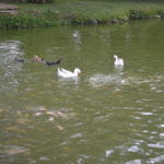gathring 084
